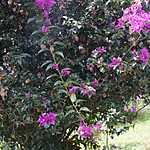 Photo taken by Janice B