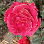 Photo taken by Nina S