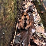 Long-nosed frog | Photo taken by Robert T