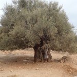 There is a great penalty for cutting down some of these olive that are up to 3000 years old! | Photo taken by fern k