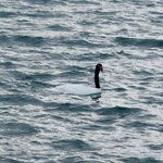 Photo taken by Joe S