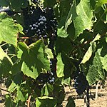 Photo taken by Allyson A