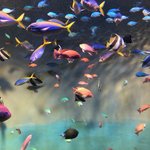 Aquarium | Photo taken by peter e
