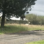 The only real llama we saw the whole trip | Photo taken by Sheila R