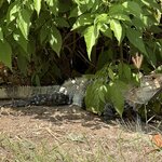 Photo taken by Steven C