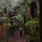 Red Woods Tree Walk | Photo taken by JESSICA T
