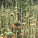 Salvia | Photo taken by Kristen K