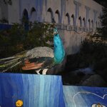 Photo taken by SARMA M