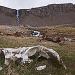 A whale bone beached | Photo taken by Kim C