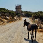 Donkey, Ruth, and Chimarro Tower | Photo taken by Tom B