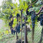 Photo taken by Veronica R