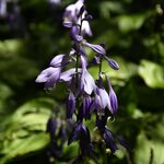 Photo taken by Linnaea M