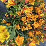 Photo taken by Amy Z