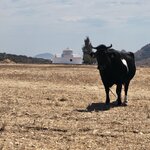 Cow and Agios Ioannis Church Near Sangri | Photo taken by Tom B