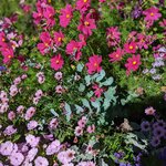 Photo taken by Dani L