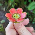 Photo taken by Mordechay T