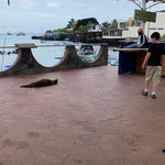 Seriously, it’s a sea Lion hanging out | Photo taken by Mylinda D