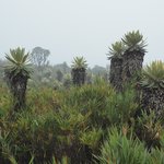 Puracé Valley | Photo taken by Peter G