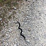 Black Goshe  | Photo taken by Cindy w