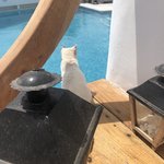 Kitty likes our pool too! | Photo taken by Alexandra S