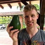 An avocado the size of Brian's head | Photo taken by Sophie E