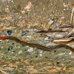 Photo taken by Joe S