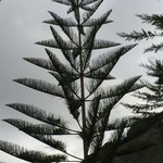 Australian monkey tree @ Perico | Photo taken by Janice V