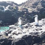 Photo taken by Narasimhachar P