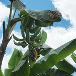 Inspiracion Coffee Hacienda | Photo taken by Peter G