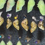 Photo taken by SANTHI S