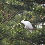 Photo taken by Linnaea M