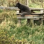 Arctic Fox Center | Photo taken by Angelica F