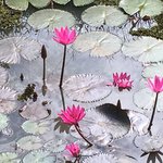 Lotus flowers | Photo taken by Sylvanna C