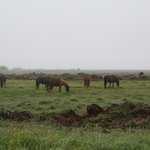 Icelandic horses, Reykjanes Peninsula | Photo taken by Werner B