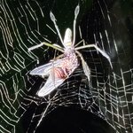 Photo taken by Tom B