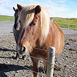 Icelandic horse | Photo taken by Dave L