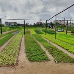 Tra Que Vegetable Village | Photo taken by Zachary M