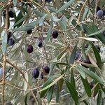 Photo taken by Shannon S