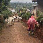 Encountering cows on our hill walk | Photo taken by Gregory R