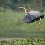 Bird in flight | Photo taken by Jill S
