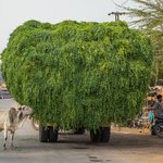 Road from Ranthambore. Sacred cow eating leaves from the lotus plant.  This plant is the food grown specifically for the sacred cows that wander the streets. | Photo taken by Jean M