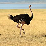 Male ostrich | Photo taken by Jonathan G