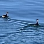 Photo taken by Alpa M