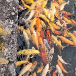 Photo taken by Mark C