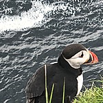 Puffin! | Photo taken by Matt M