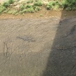 Crocodiles | Photo taken by Nitin A
