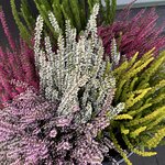 Photo taken by Meg K