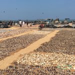 Drying fish Negambo | Photo taken by Sylvanna C