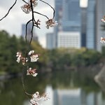 Photo taken by Sakura I
