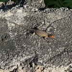 Photo taken by Narasimhachar P